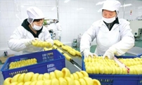 Current Situation and Direction of Potato Processing Industry in China