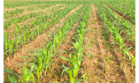 玉米播种早，现在后悔了？出现很多问题，原因已经找到！